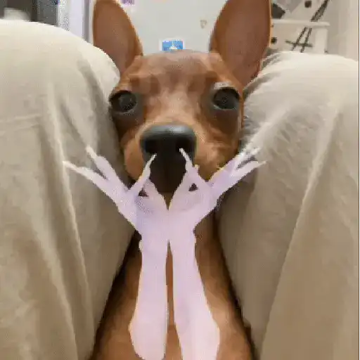 Animales divertidos 🐾