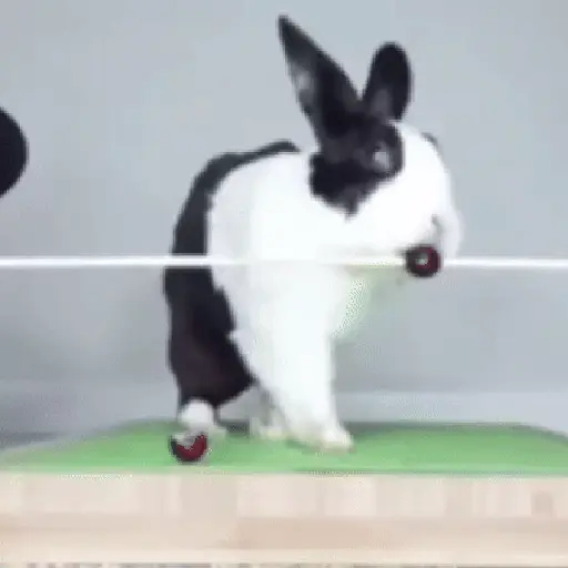 Animales divertidos 🐾