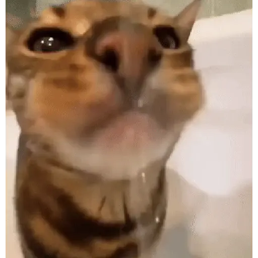 Animales divertidos 🐾
