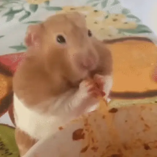 Animales divertidos 🐾