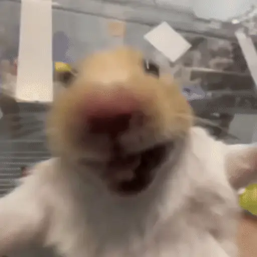 Animales divertidos 🐾