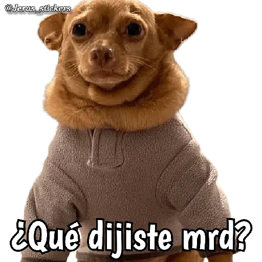 Animales con frases 💬