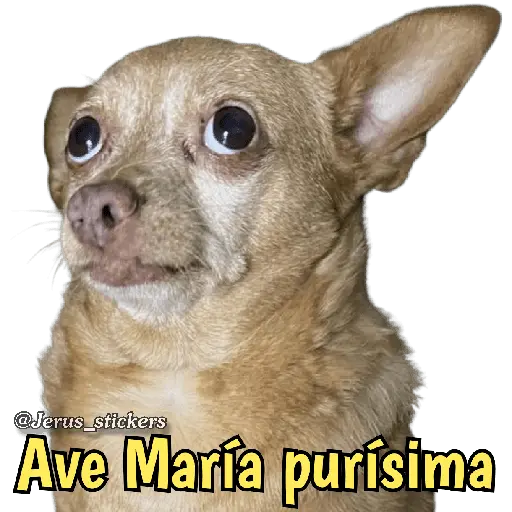 Animales con frases 💬