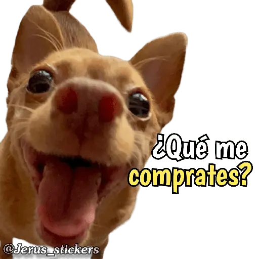 Animales con frases 💬