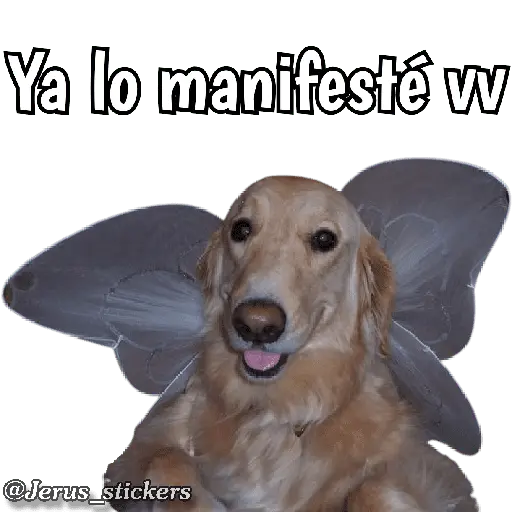 Animales con frases 💬
