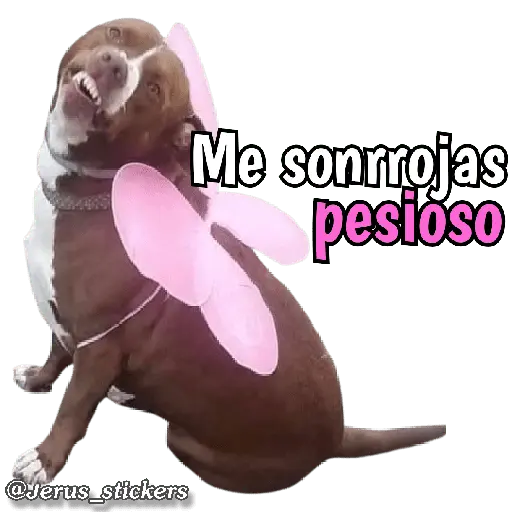 Animales con frases 💬