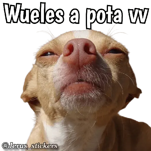 Animales con frases 💬