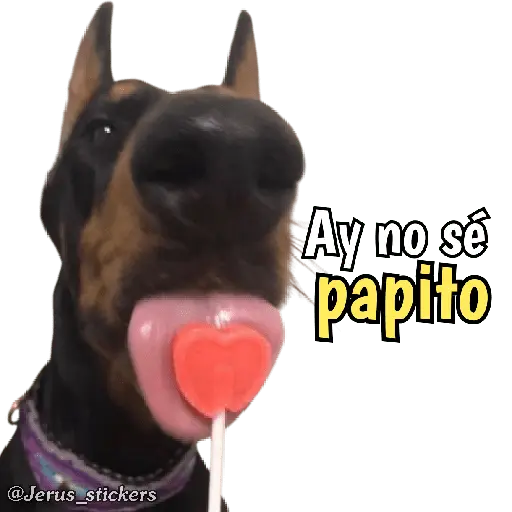 Animales con frases 💬