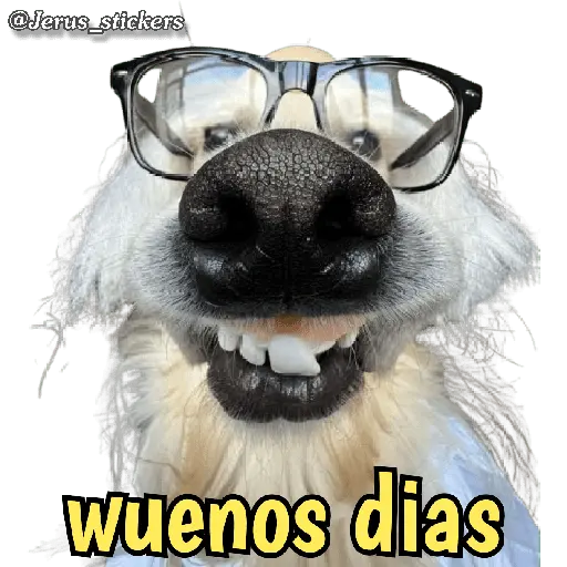 Animales con frases 💬