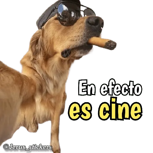 Animales con frases 💬