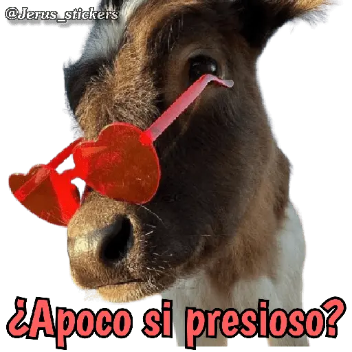 Animales con frases 💬