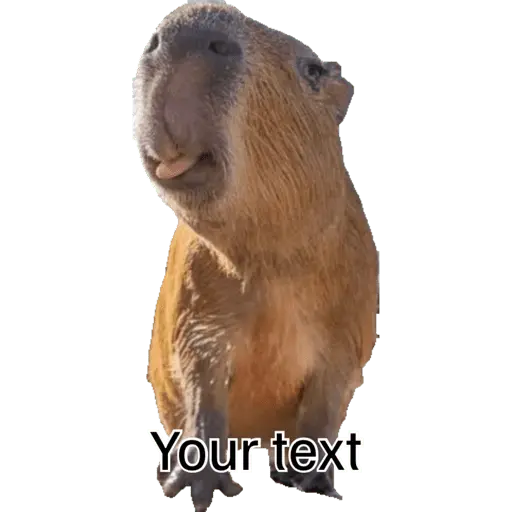 Capibara