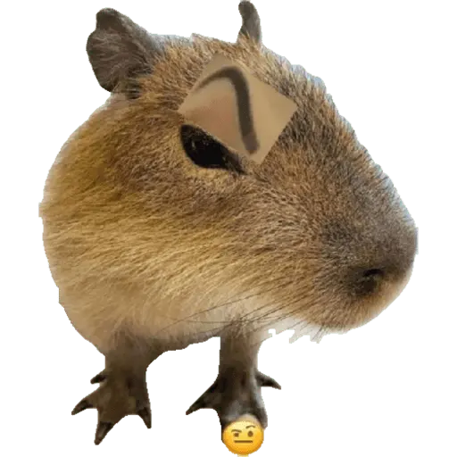 Capibara
