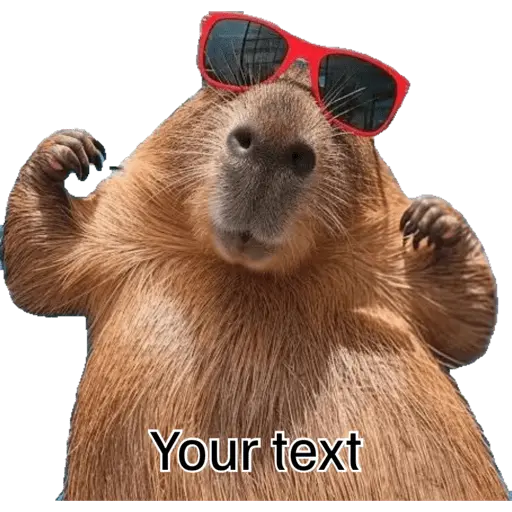 Capibara