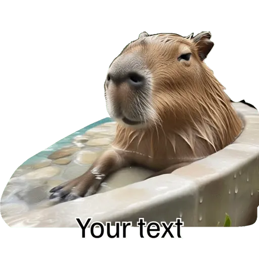 Capibara