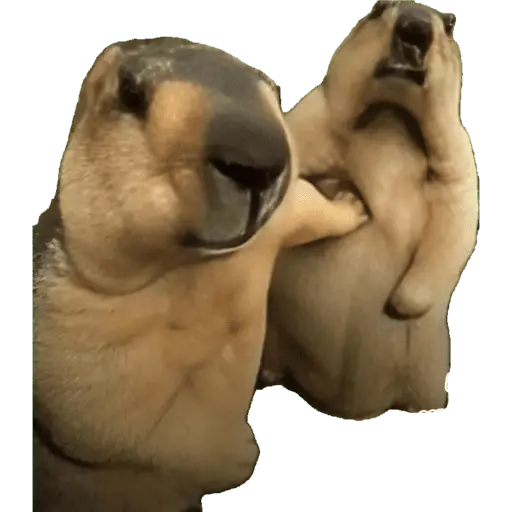 Capibara