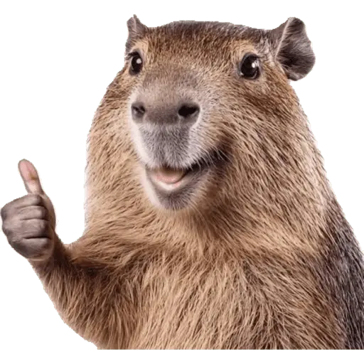 Capibara