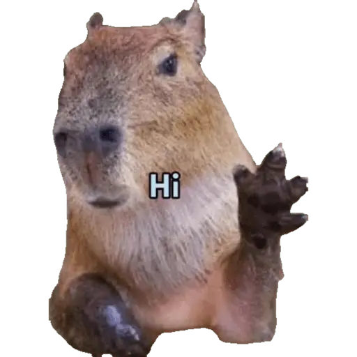 Capibara