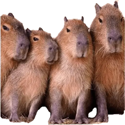 Capibara