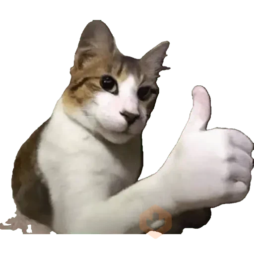 Memes sticker 13