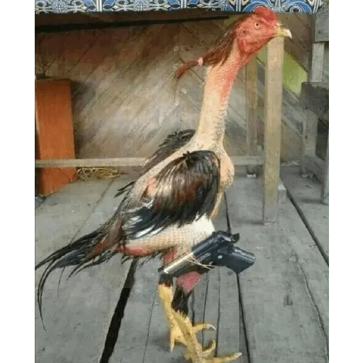 Animales Graciosos 😂