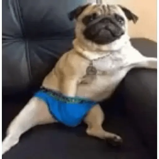 Animales Graciosos 😂