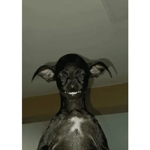 Animales Graciosos 😂