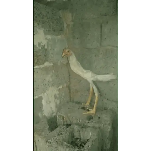 Animales Graciosos 😂