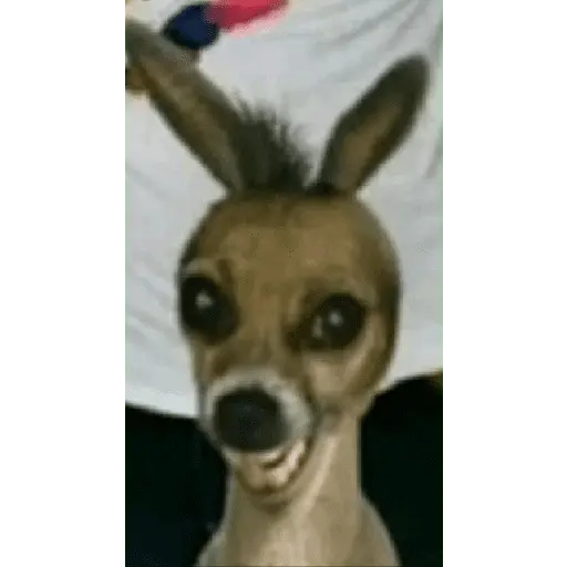Animales Graciosos 😂