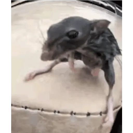 Animales Graciosos 😂