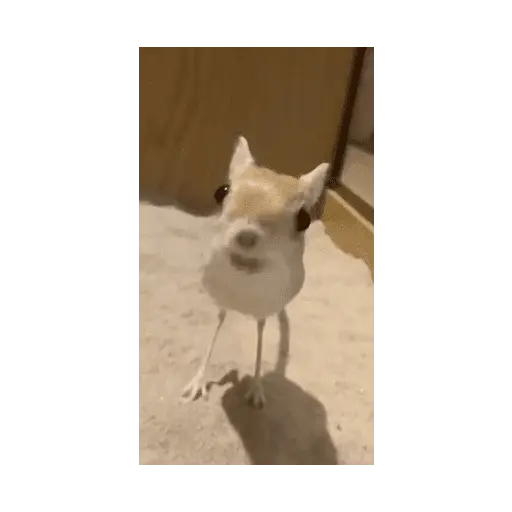 Animales Graciosos 😂