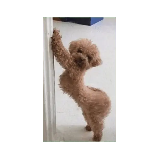Animales Graciosos 😂