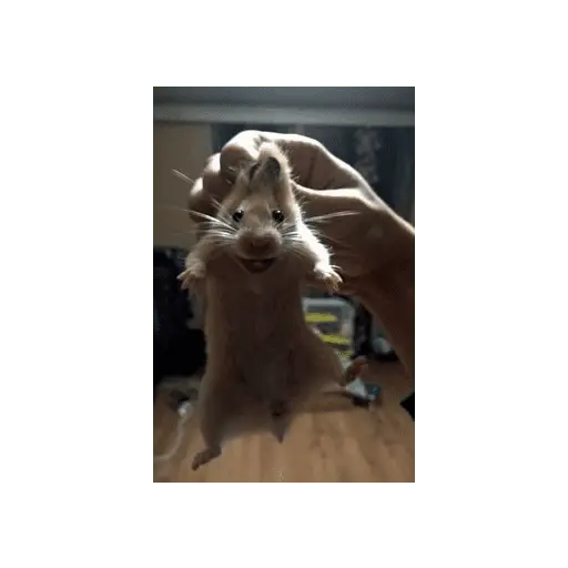 Animales Graciosos 😂