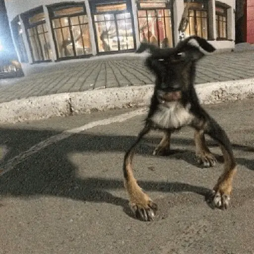 Animales Graciosos 😂