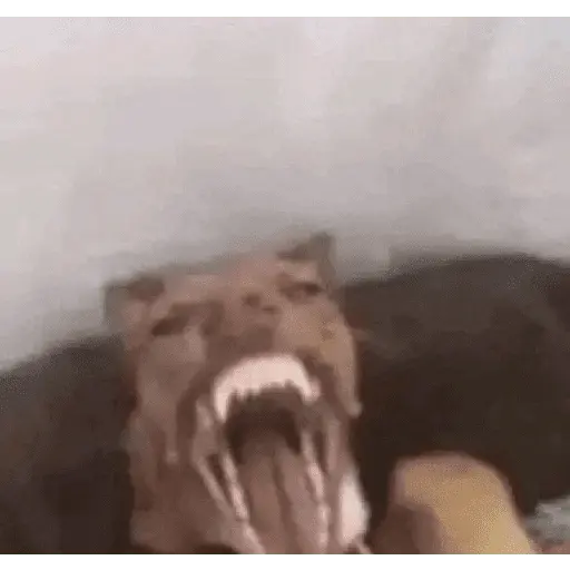 Animales Graciosos 😂