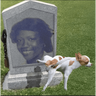 tray-icon