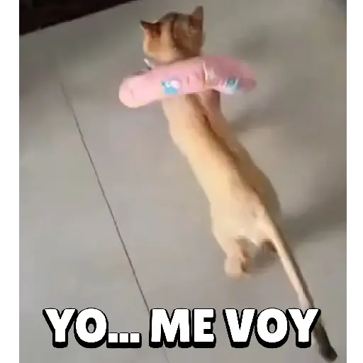 Animales Graciosos 🐕🐈