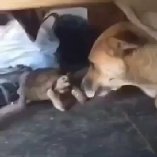 Animales Graciosos 🐕🐈