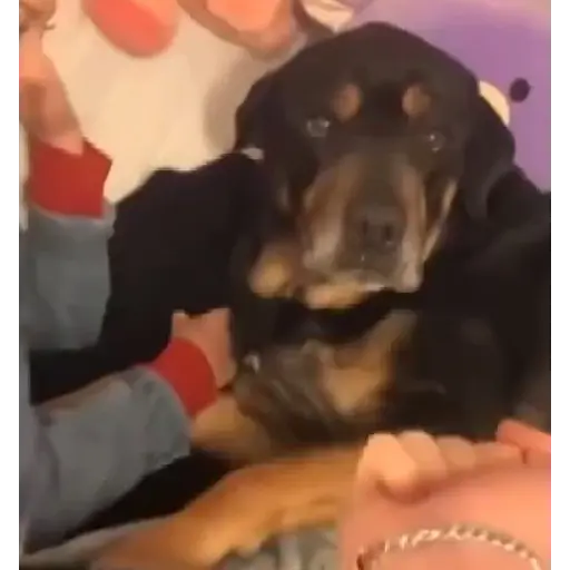 Animales Graciosos 🐕🐈