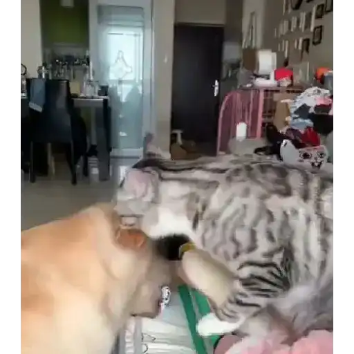 Animales Graciosos 🐕🐈
