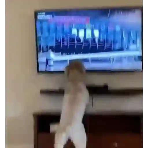 Animales Graciosos 🐕🐈