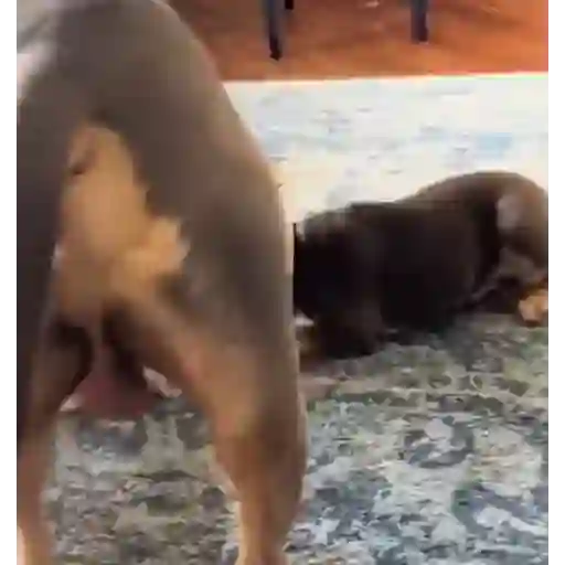 Animales Graciosos 🐕🐈