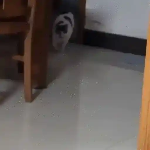 Animales Graciosos 🐕🐈