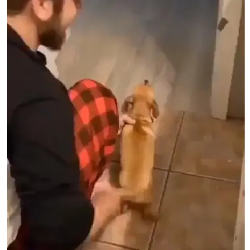 Animales Graciosos 🐕🐈