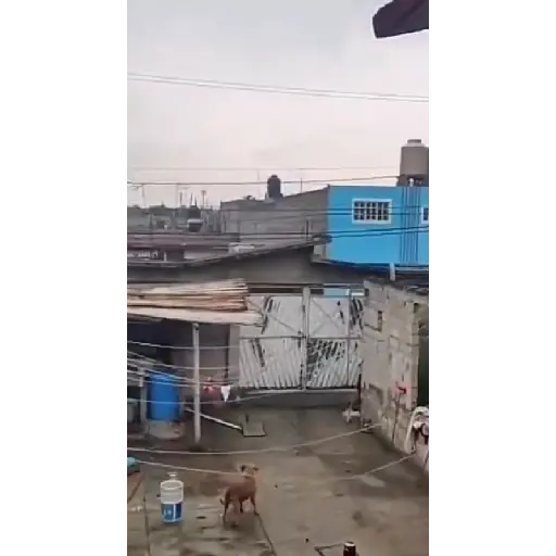 Animales Graciosos 🐕🐈
