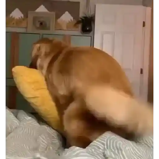 Animales Graciosos 🐕🐈