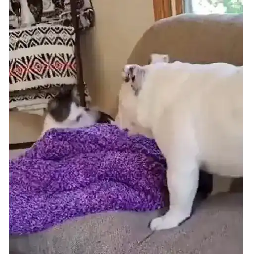 Animales Graciosos 🐕🐈