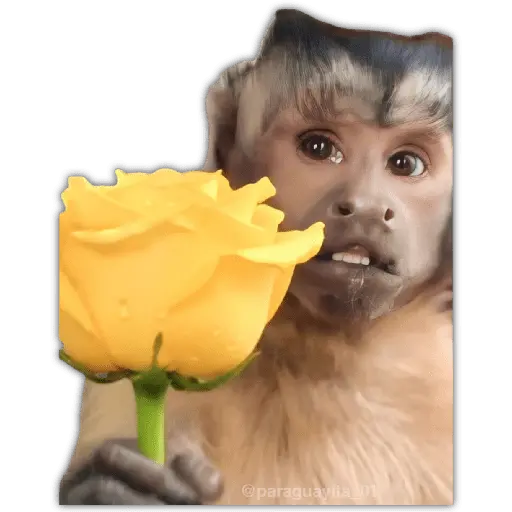 🌻💐FLORES AMARILLAS 4💐🌻