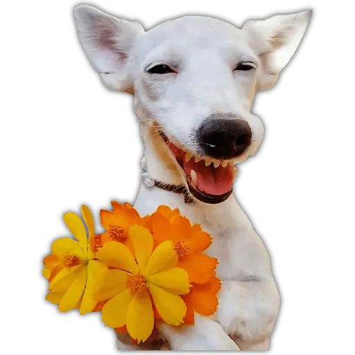 🌻💐FLORES AMARILLAS 4💐🌻