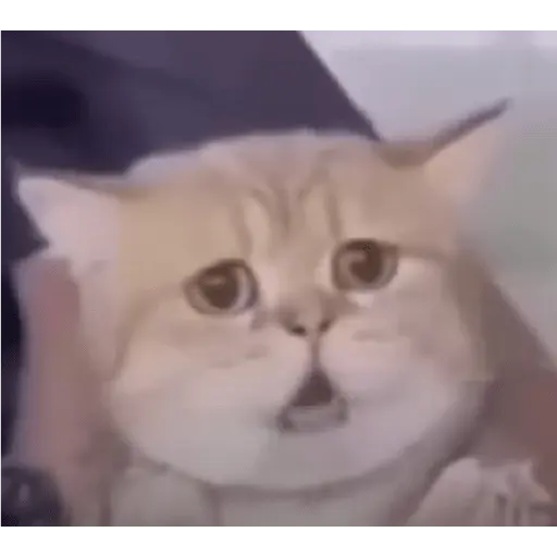 Memes Chistosos Random 2